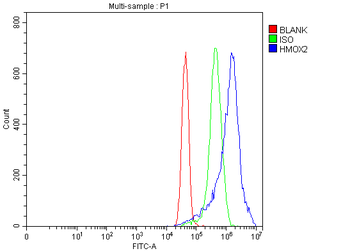 Heme oxygenase 2/HMOX2 Rabbit Polyclonal Antibody
