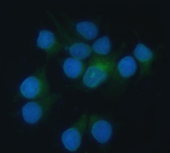 Heme oxygenase 2/HMOX2 Rabbit Polyclonal Antibody