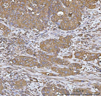 Heme oxygenase 2/HMOX2 Rabbit Polyclonal Antibody