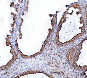 Heme oxygenase 2/HMOX2 Rabbit Polyclonal Antibody