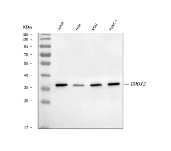 Heme oxygenase 2/HMOX2 Rabbit Polyclonal Antibody