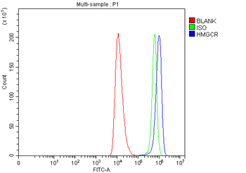 HMGCR Rabbit Polyclonal Antibody