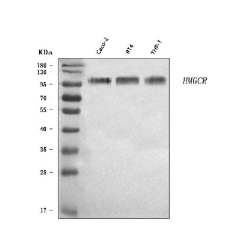 HMGCR Rabbit Polyclonal Antibody