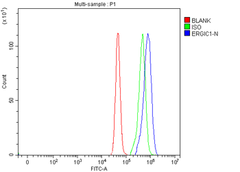 ERGIC1 Antibody
