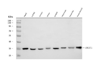 ERGIC1 Antibody
