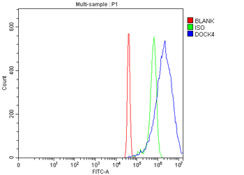 DOCK4 Rabbit Polyclonal Antibody