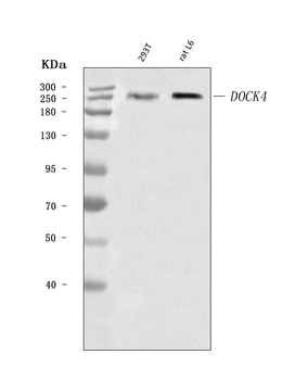 DOCK4 Rabbit Polyclonal Antibody