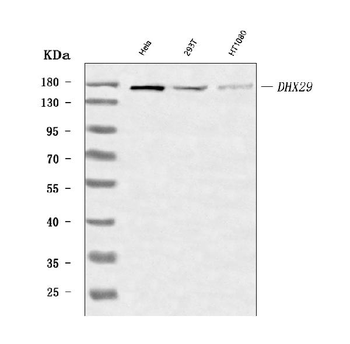DHX29 Rabbit Polyclonal Antibody