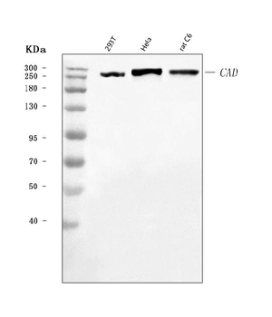 CAD Rabbit Polyclonal Antibody