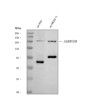 ADAMTS9 Rabbit Polyclonal Antibody