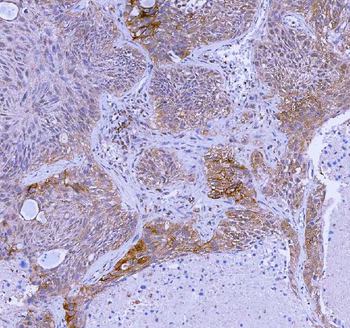WDR44 Antibody