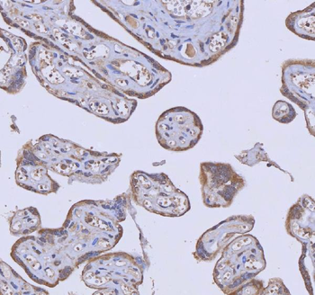 WDR44 Antibody