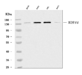 WDR44 Antibody
