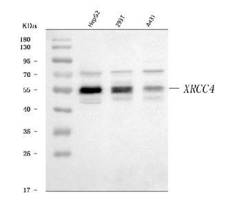 XRCC4 Antibody