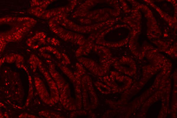 XRCC4 Antibody