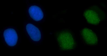 XRCC4 Antibody