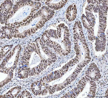 XRCC4 Antibody