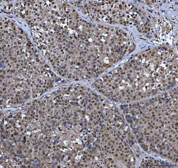 XRCC4 Antibody