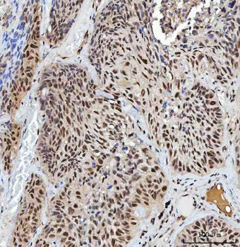 XRCC4 Antibody