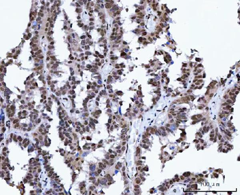 XRCC4 Antibody