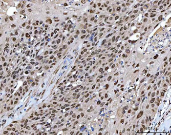 XRCC4 Antibody