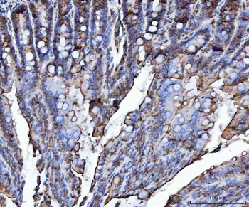 VAPA Antibody