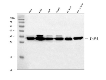VAPA Antibody