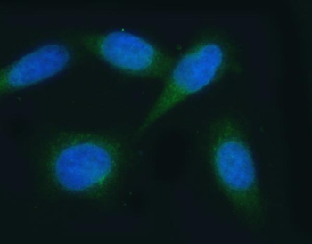 VAPA Antibody