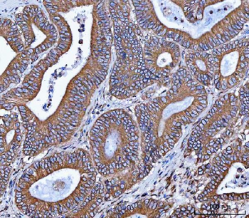 VAPA Antibody