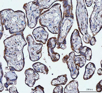 VAPA Antibody