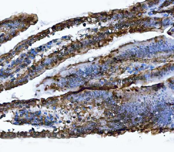 VAPA Antibody
