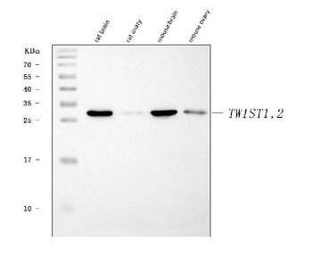 TWIST1/2 Antibody