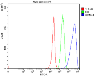 TRMT44 Rabbit Polyclonal Antibody