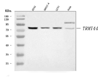 TRMT44 Rabbit Polyclonal Antibody