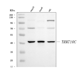 TRMT10C Antibody