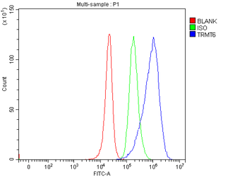 TRMT6 Antibody