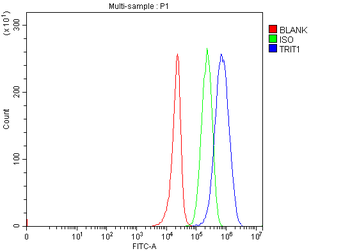IPT/TRIT1 Rabbit Polyclonal Antibody