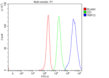 PCH2/TRIP13 Rabbit Polyclonal Antibody