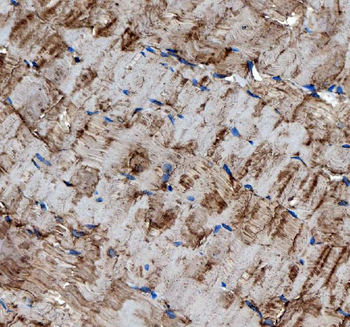 MG53/TRIM72 Rabbit Polyclonal Antibody