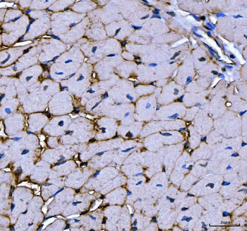 MG53/TRIM72 Rabbit Polyclonal Antibody