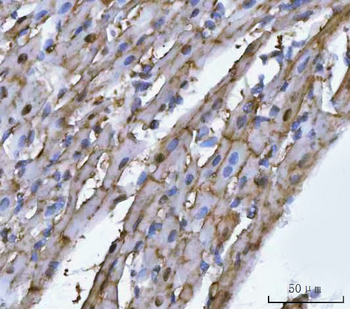 MG53/TRIM72 Rabbit Polyclonal Antibody