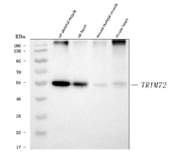 MG53/TRIM72 Rabbit Polyclonal Antibody