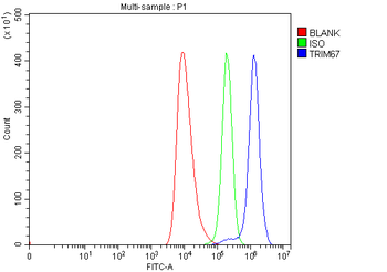 TRIM67 Rabbit Polyclonal Antibody