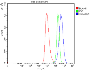 TRAM1L1 Rabbit Polyclonal Antibody