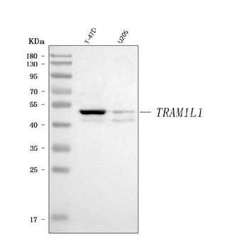 TRAM1L1 Rabbit Polyclonal Antibody