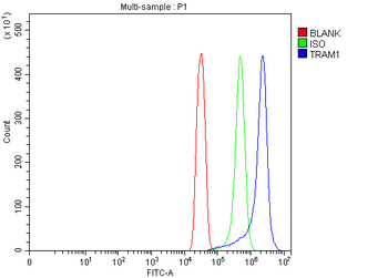 TRAM1 Rabbit Polyclonal Antibody