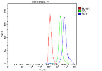 TAL1 Rabbit Polyclonal Antibody