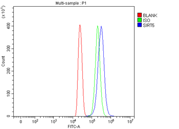 SIRT5 Rabbit Polyclonal Antibody