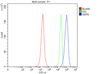 SIRT5 Rabbit Polyclonal Antibody