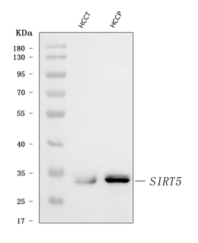 SIRT5 Rabbit Polyclonal Antibody